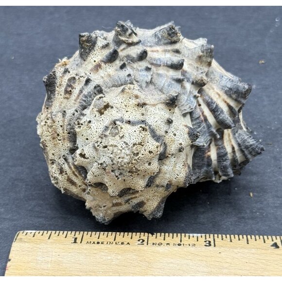 Banded Dye-Murex Rock Snail Murex Seashell Nautical Ocean 5x4" - Picture 6 of 6